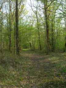 Le Ruisseau Chaud Forêt de la Double