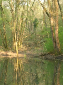 Le Ruisseau Chaud Forêt de la Double