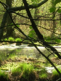 Le Ruisseau Chaud Forêt de la Double