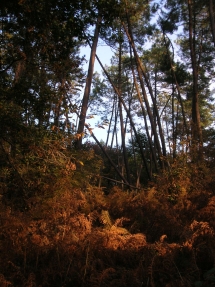 Le Ruisseau Chaud Forêt de la Double