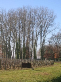 Le Ruisseau Chaud Les vignes à St Sulpice de Faleyrens