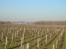 Le Ruisseau Chaud Les vignes à St Sulpice de Faleyrens