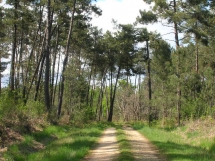 Le Ruisseau Chaud Forêt de la Double